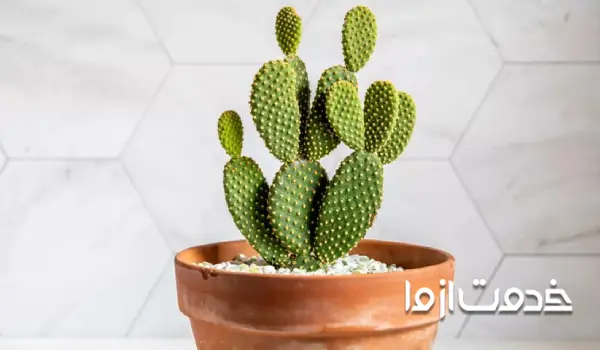 کاکتوس گوش خرگوش